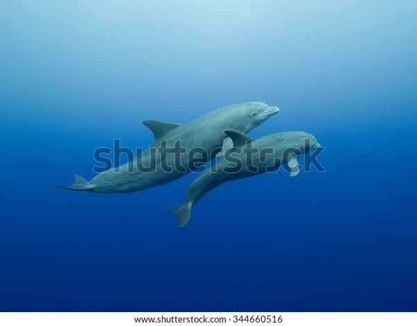 Mother\
and calf bottlenose dolphins swimming\
underwater