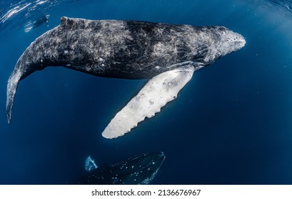 Mother And Calf Humpback Whale