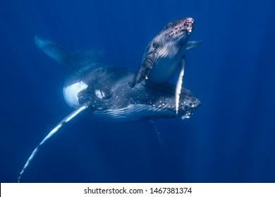 A Mother and Calf Humpback Whale in Blue Water