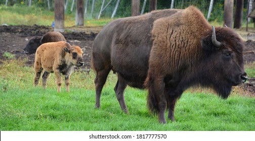 Mother And Calf Are Large, Even-toed Ungulates In The Genus Bison Within The Subfamily Bovinae.