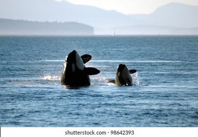 A mother and calf orca breach in synchrony.