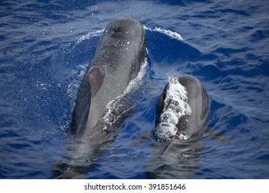 Mother And Calf Short Fin Pilot Whale In Hawaii