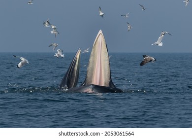 A mother and a calf whale feeding