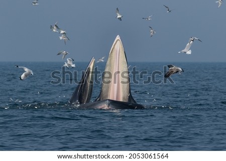 A mother and a calf whale feeding