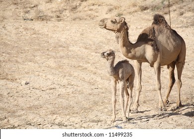 8,008 Camel Baby Images, Stock Photos & Vectors | Shutterstock