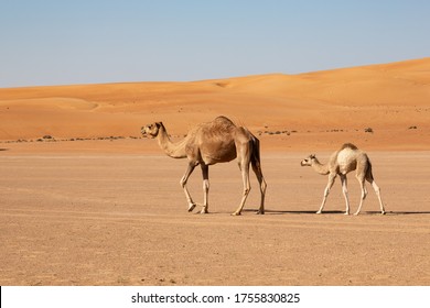 mom and baby camel