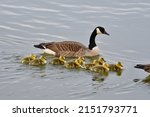 Mother Canada Goose and goslings feeding and swimming 