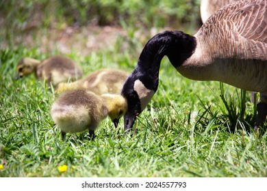 Oies De Bebe Images Photos Et Images Vectorielles De Stock Shutterstock Oies De Bebe Images Photos Et Images Vectorielles De Stock Shutterstock