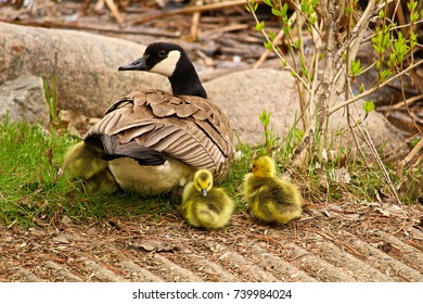 Mother Canadian Goose Watching Her Newly Stock Photo 739984024 