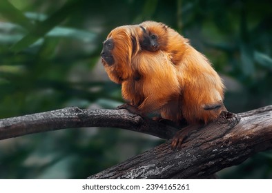 Mother carrying Baby Golden Lion Tamarin on the back (Leontopithecus rosalia)