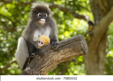 Mother carrying baby monkey - Powered by Shutterstock