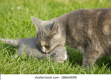 22,411 Cat mother baby Images, Stock Photos & Vectors | Shutterstock