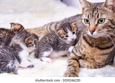 Mother Cat Baby Cat Stock Photo (Edit Now) 1059246230