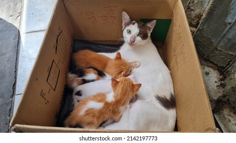 Mother cat and baby cat in a cardboard box
