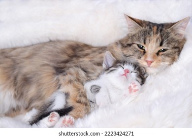 Mother cat and baby Cat on a white fury blanket . Mom Cat hugging her Kitten with love. Mother cat hugs little kitten. Pet care concept. Place for text. - Powered by Shutterstock