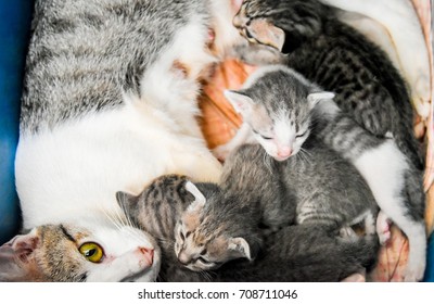  Mother cat breast feeding kitten.