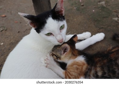 Mother Cat Breastfeeding Her Child.