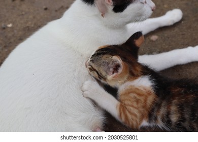 Mother Cat Breastfeeding Her Child.