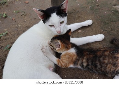 Mother Cat Breastfeeding Her Child.