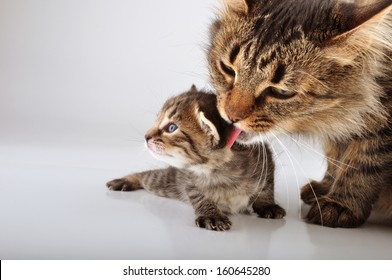 Mother Cat Cares Of Her 20 Days Old  Kitten  . Studio Shot.