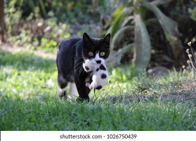 Mother Cat Carrying Kitten Hd Stock Images Shutterstock
