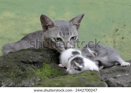 A mother cat is evacuating its baby to a safer place. This mammal, which is often used as a pet, has the scientific name Felis catus.