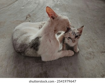 Mother cat grooming her kitten with affection on a concrete floor, showing a tender bonding moment - Powered by Shutterstock