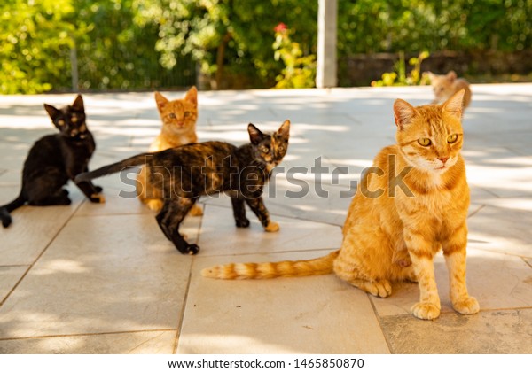 Maman Chat Avec Ses Chatons Photo De Stock Modifiable