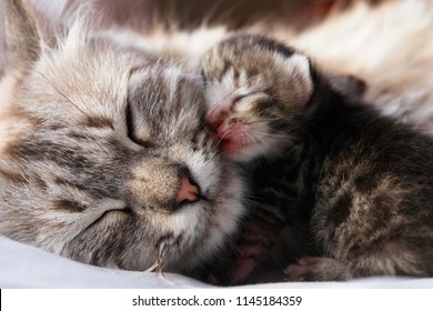 Mother Cat And Her Newborn Kitten