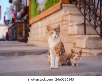 Mother cat and kitten on the streets of Antalya Turkey, Springtime. - Powered by Shutterstock