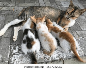 A mother cat is lying down while her three kittens are nursing. The kittens have various patterns on their fur, including white, brown, and black. They are resting on a concrete floor.
