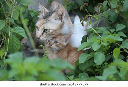 A Mother Cat Is Protecting Her Kittens From Impending Danger.