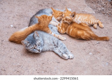 Mother cat resting on a concrete floor and nursing her three ginger kittens. Three ginger kittens drink milk from gray mother cat lying on the ground, otdoors. Kittens brood feeding by mother cat - Powered by Shutterstock