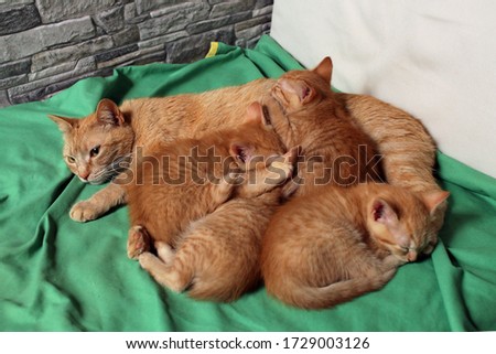 a mother cat sleeps with her 4 kittens on the sofa.