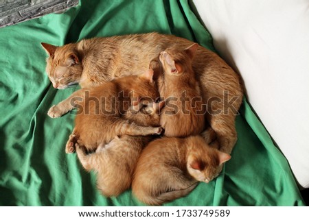 a mother cat sleeps with her 4 kittens on the sofa.