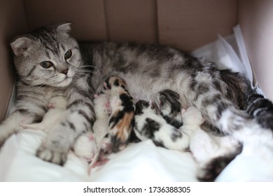 a mother cat who gave birth to a baby