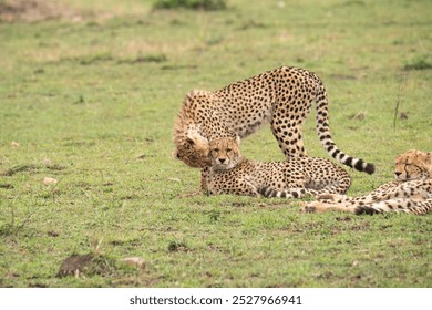 A mother cheetah caressing her cub, Masai Mara National Park - Powered by Shutterstock