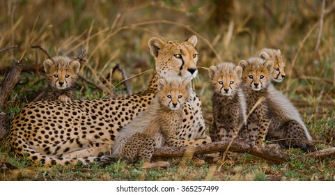 Female Cheetah Cabs Serengeti National Park Stock Photo 256381822 ...