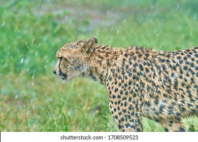 Cheetah の画像 写真素材 ベクター画像 Shutterstock