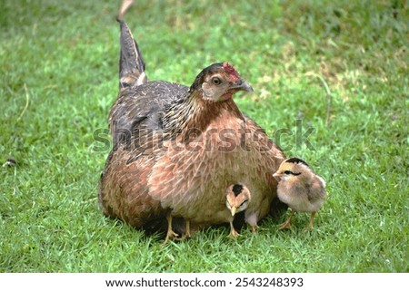 Similar – Image, Stock Photo Mother and Baby Muscovy ducklings Cairina moschata