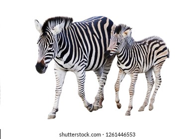 Mother and child foal zebra isolated on white background
