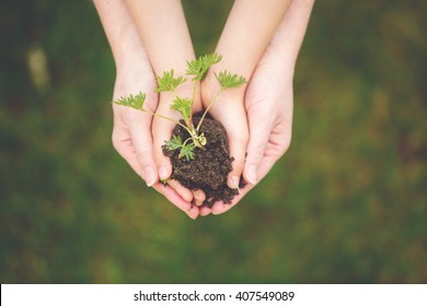 Mother and child hands, holding soil with fresh growing flower, ready to be planted in the ground