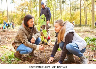 Mother And Child As Volunteer Helpers Planting Tree In Forest For Environmental Protection And Ecology