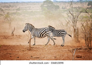 Mother And Child Zebras Running 