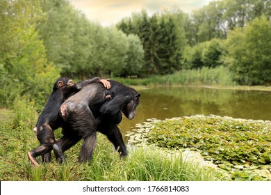 Mother Chimpanzee With A Baby And An Infant