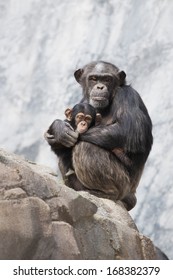 Mother Chimpanzee And Her Baby Chimp