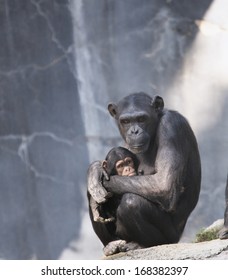 Mother Chimpanzee And Her Baby Chimp