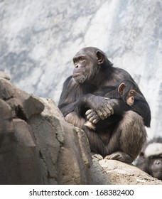 Mother Chimpanzee And Her Baby Chimp