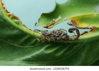 A mother Chinese swimming scorpion holds her babies to protect them from predators. This Scorpion has the scientific name Lychas mucronatus. - Shutterstock ID 2328558793