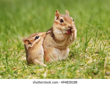 Mother Chipmunk With Baby Outside Of The Burrow